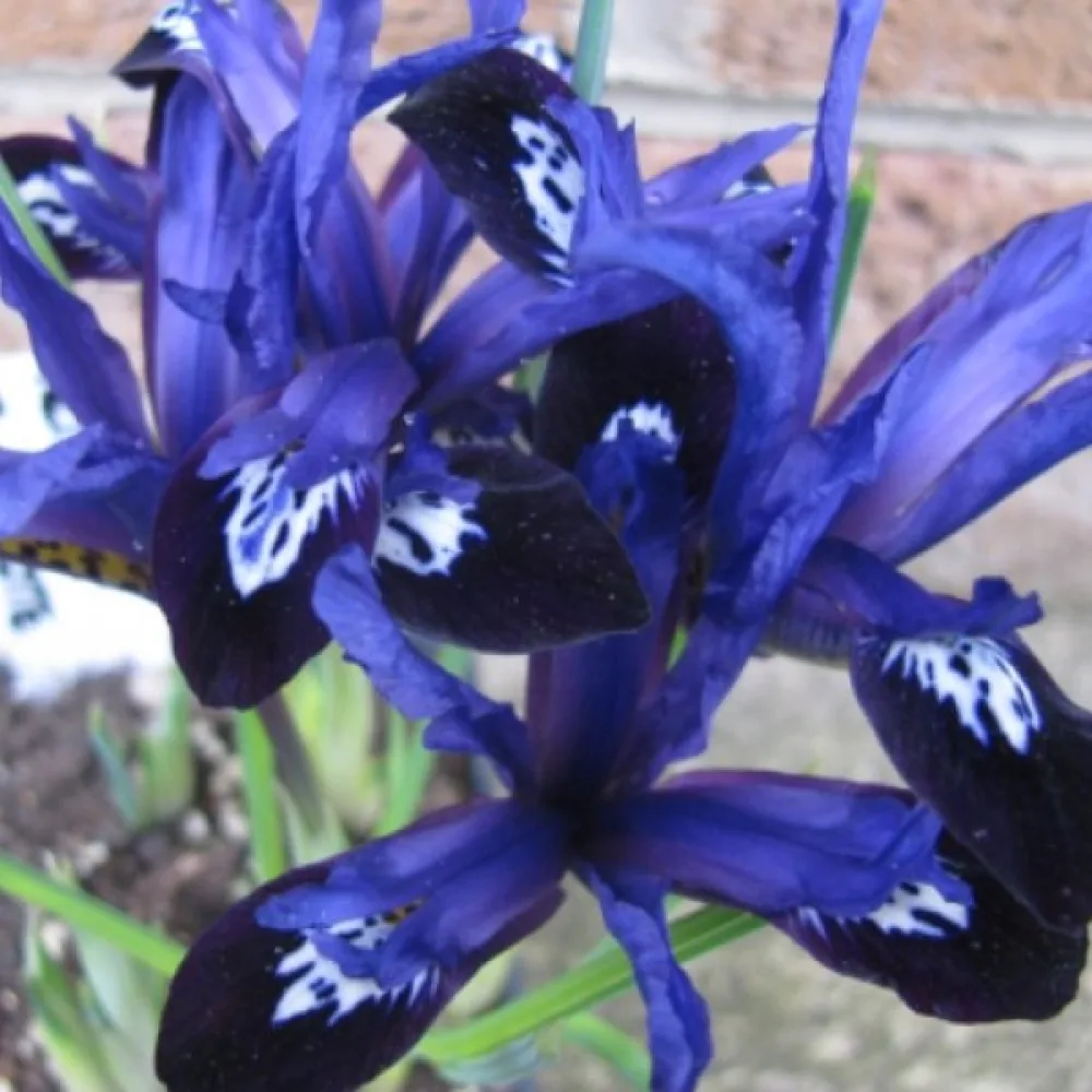 Iris 'Blue Note Reticulata'