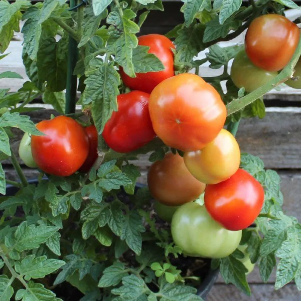 Tomat 'Rotkäppchen'