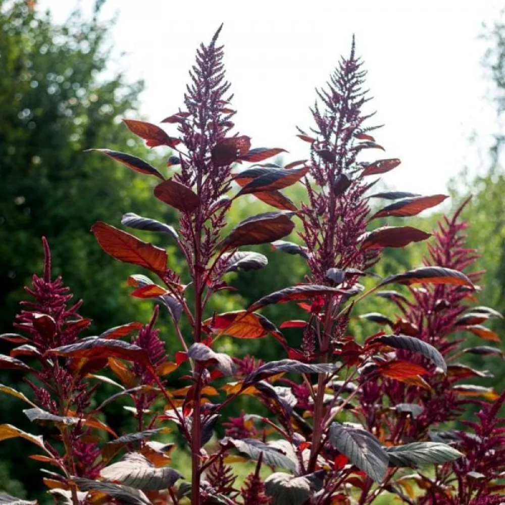 Amarant 'Red Garnet'