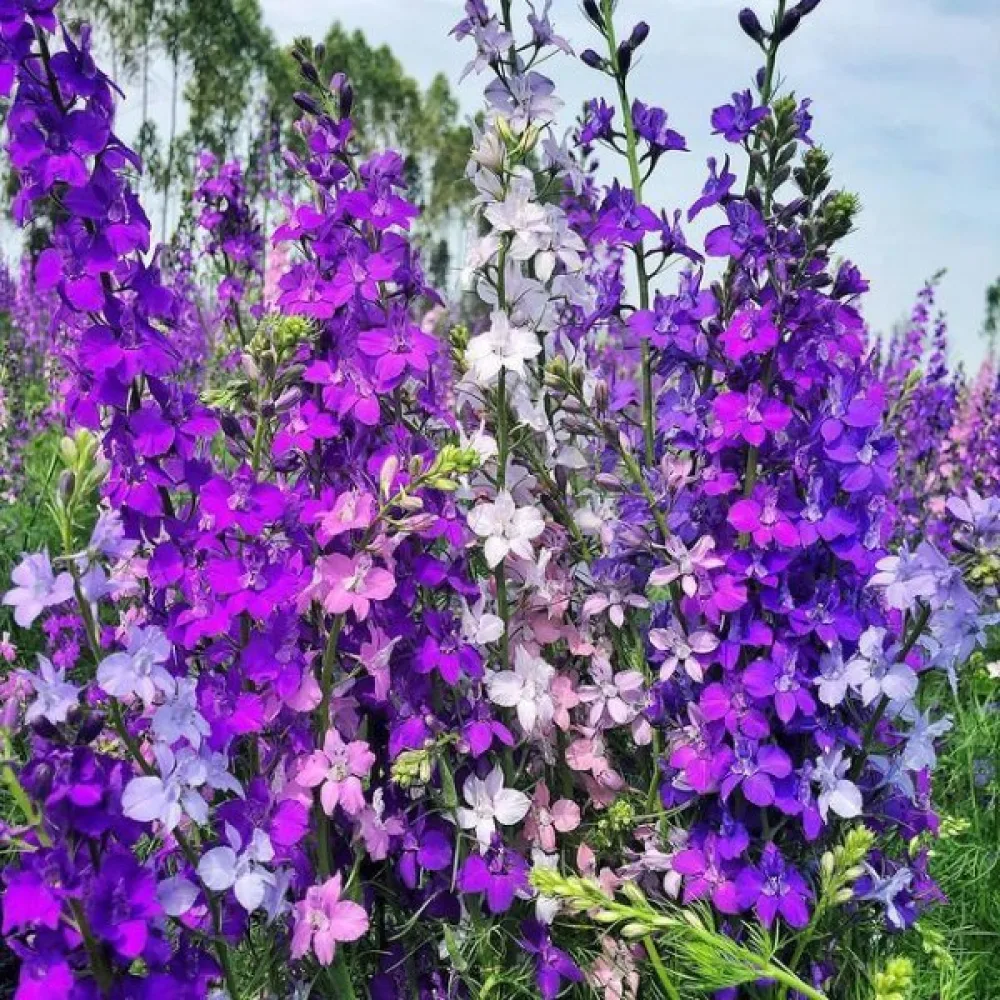 Sommarriddarsporre 'Giant Imperial' – mix