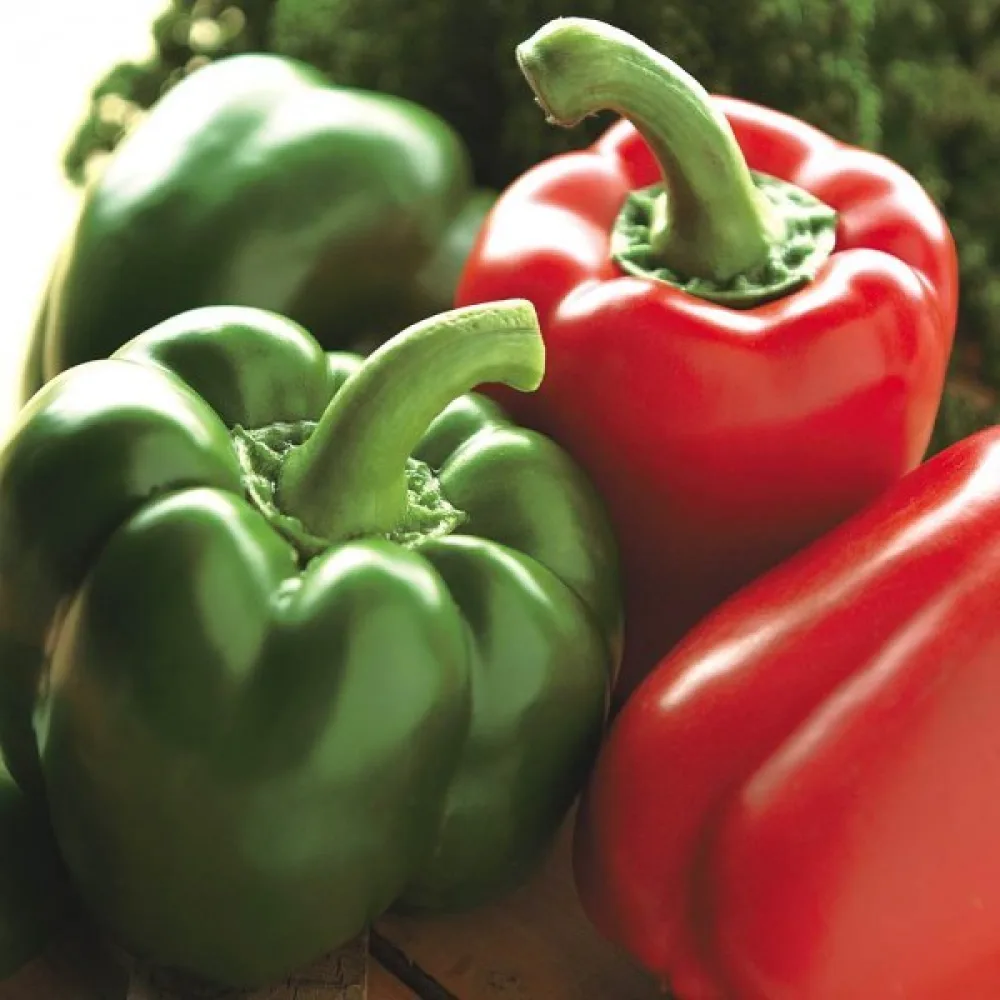 Paprika 'California Wonder'