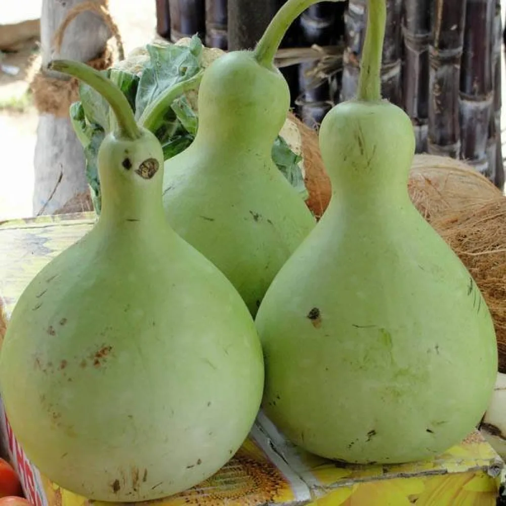 Flaskkalebass 'Bottle Gourd Giant'