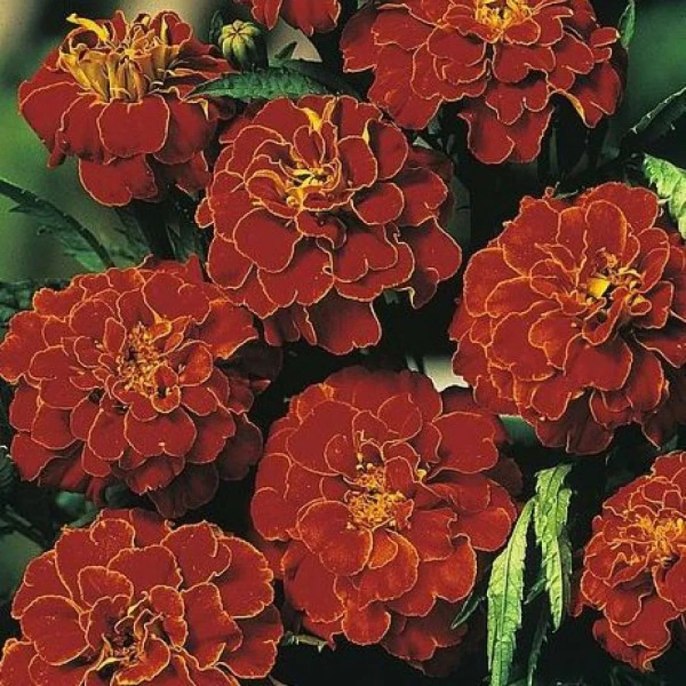 Fransk tagetes 'Scarlet Sophia'