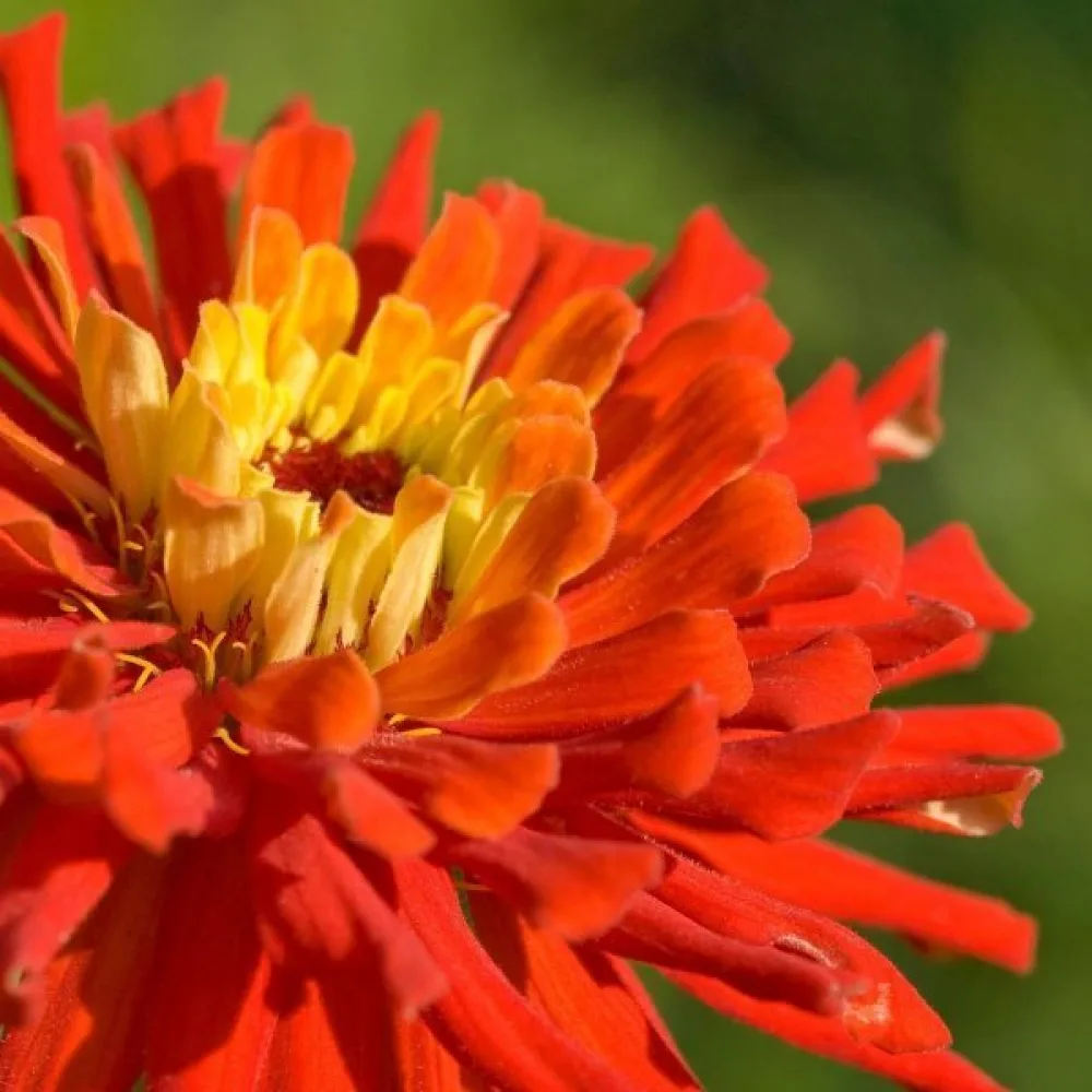Zinnia 'Burpeeana' (blandning)
