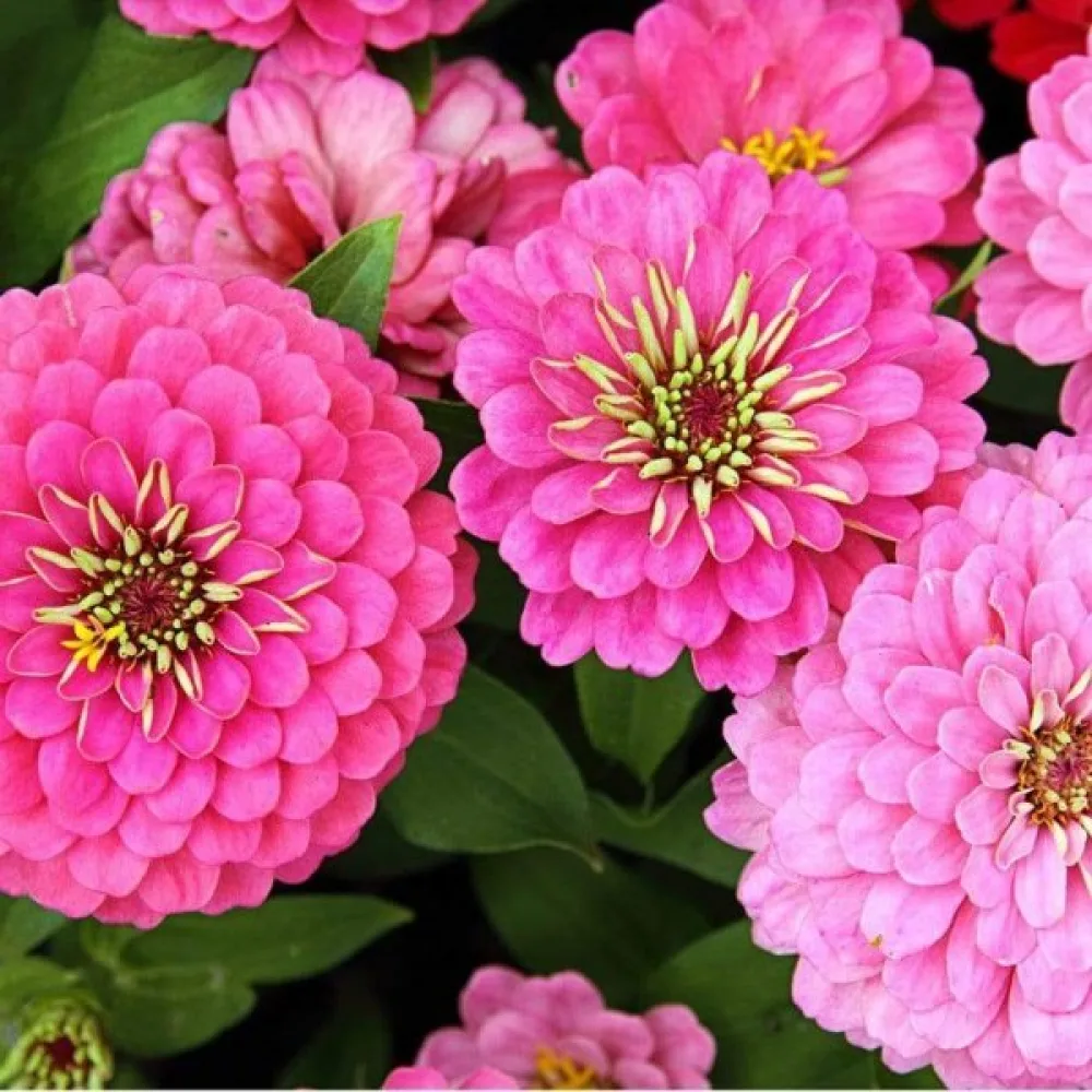 Zinnia 'Exquisite'