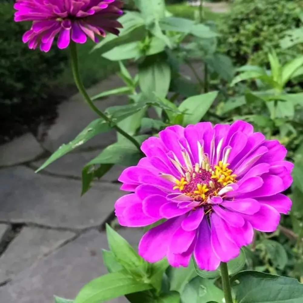 Zinnia 'Purple Prince'