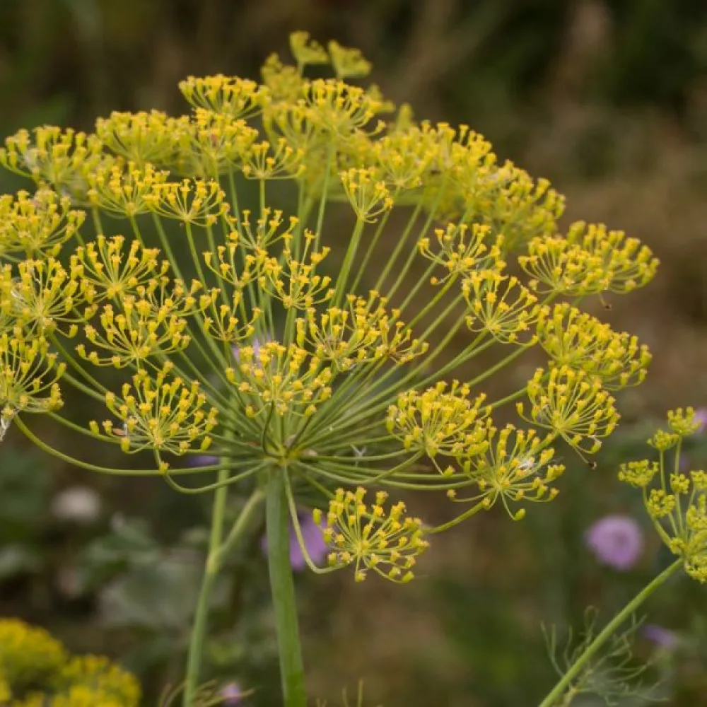 Dill för mikrogrönt