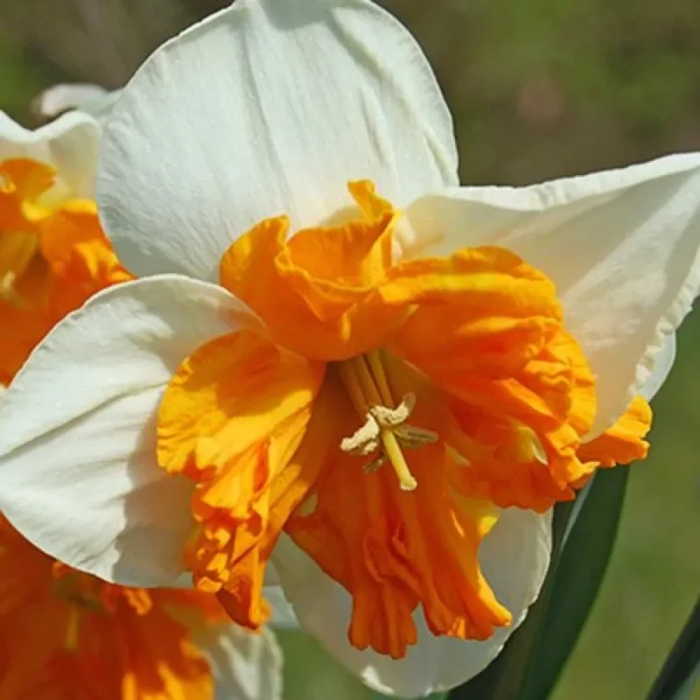 Narciss 'Orangery'