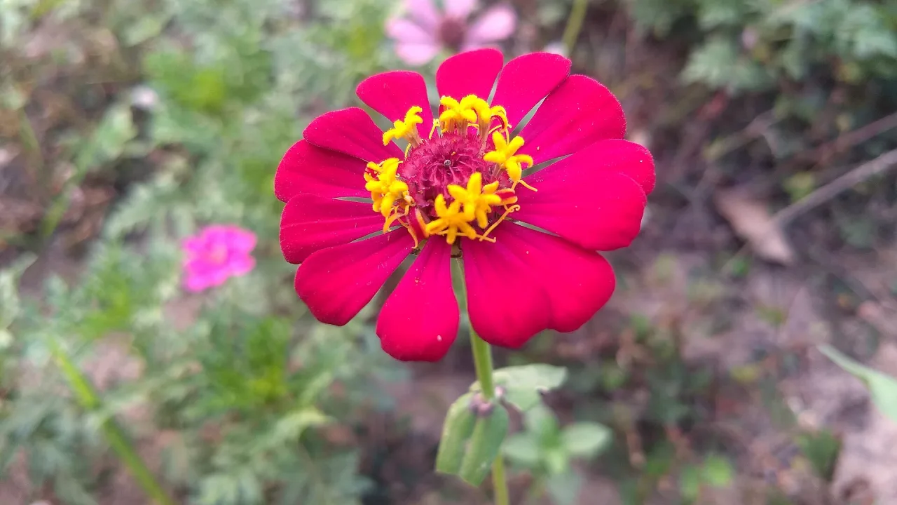 Rosa zinnia i blom