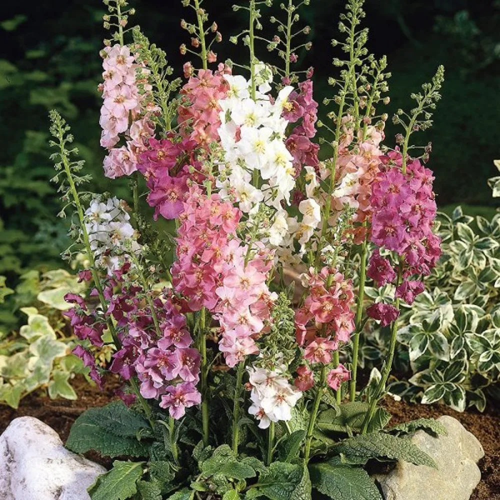 Purpurkungsljus (blandning)