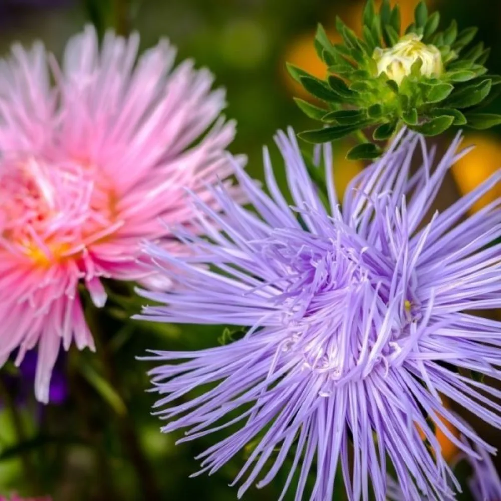 Strålaster 'Silberreiher'
