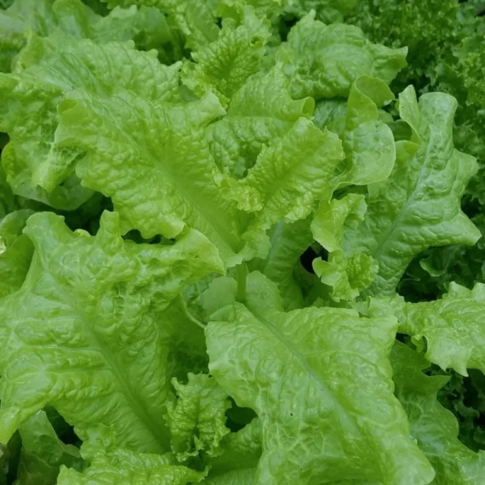 Plocksallad 'Black Seeded Simpson'