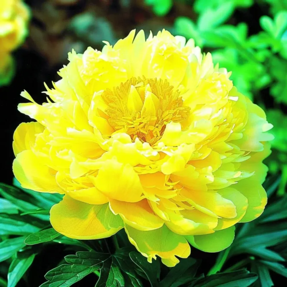 Sommaraster pionblommig – gul
