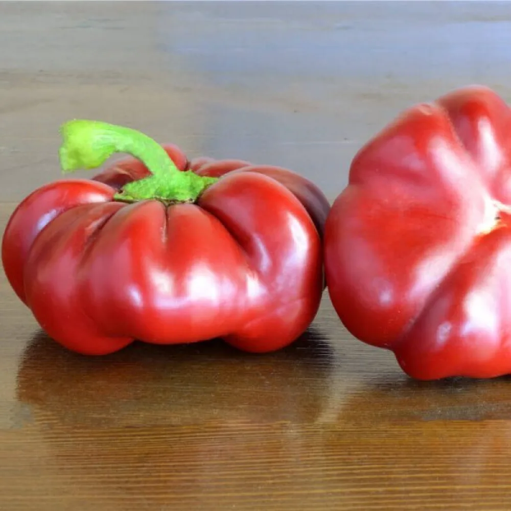 Tomatpaprika 'Topepo Rosso'