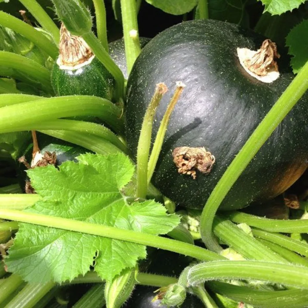 Zucchini 'Tondo di Piacenza'