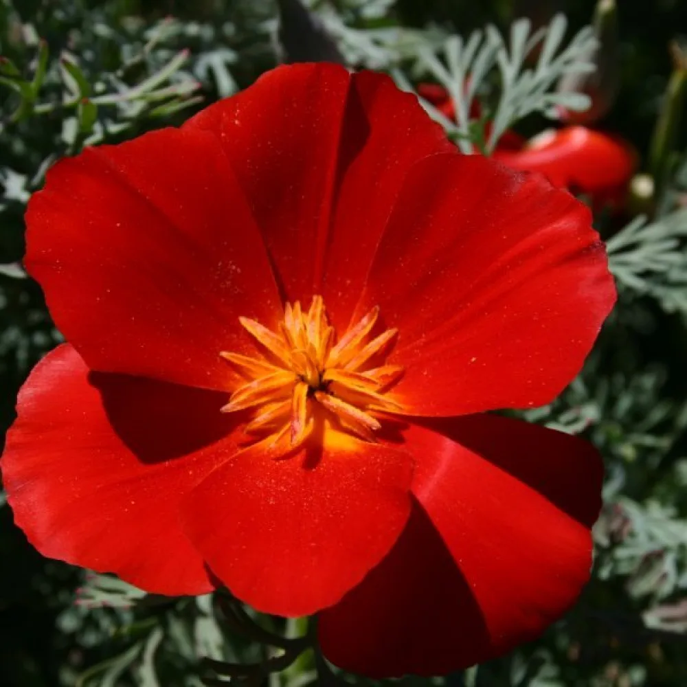 Sömntuta 'Red Chief', röd