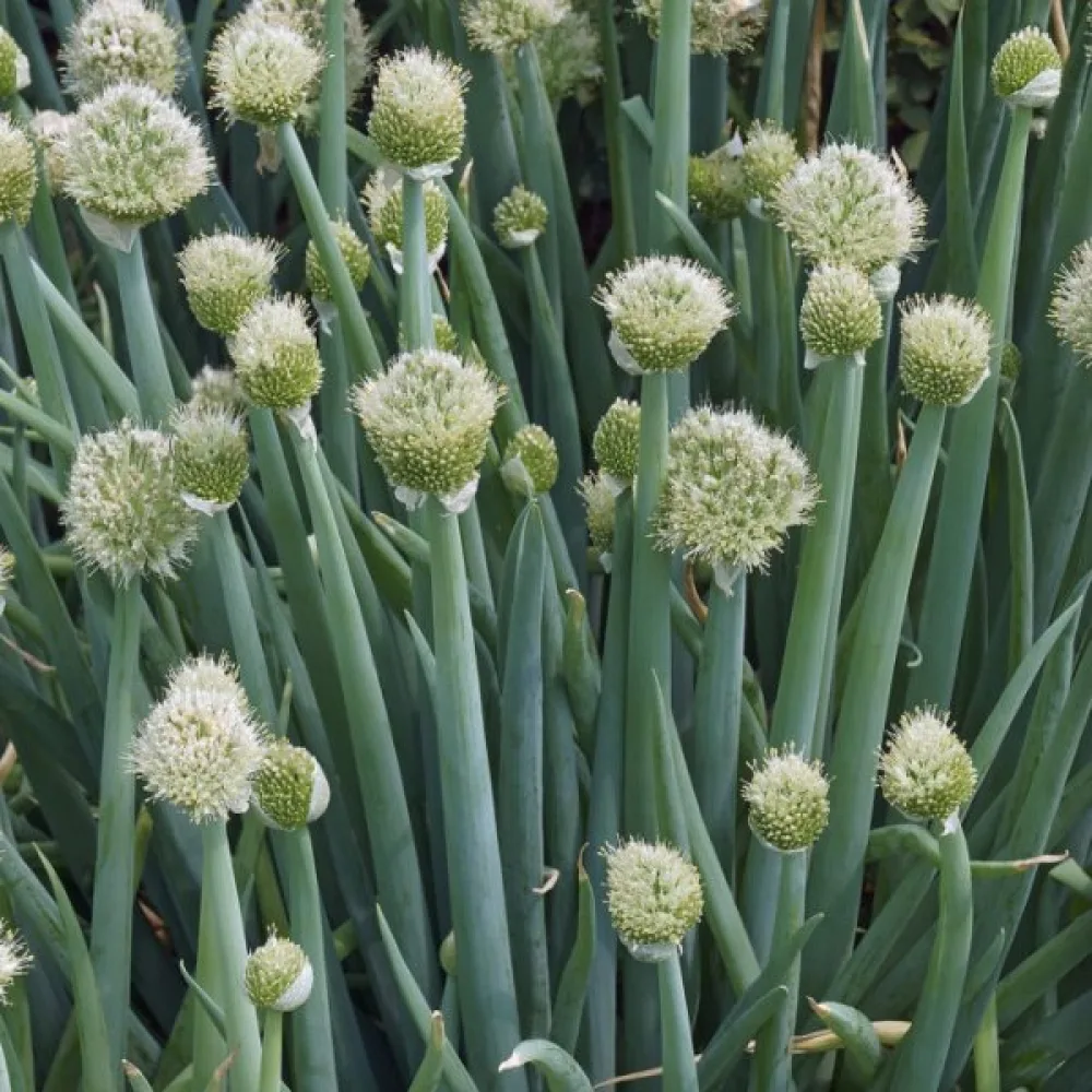Piplök Allium fistulosum