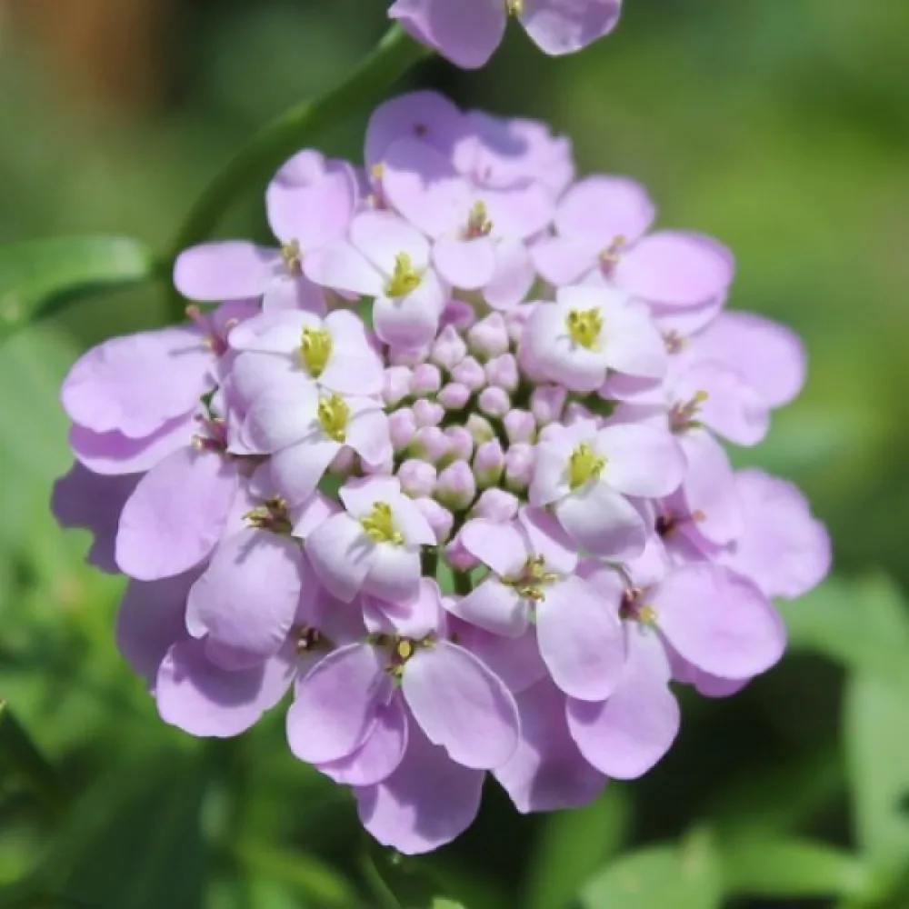 Iberis 'Lilacina'