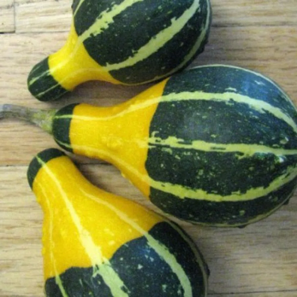 Pumpa 'Pear bicolour'