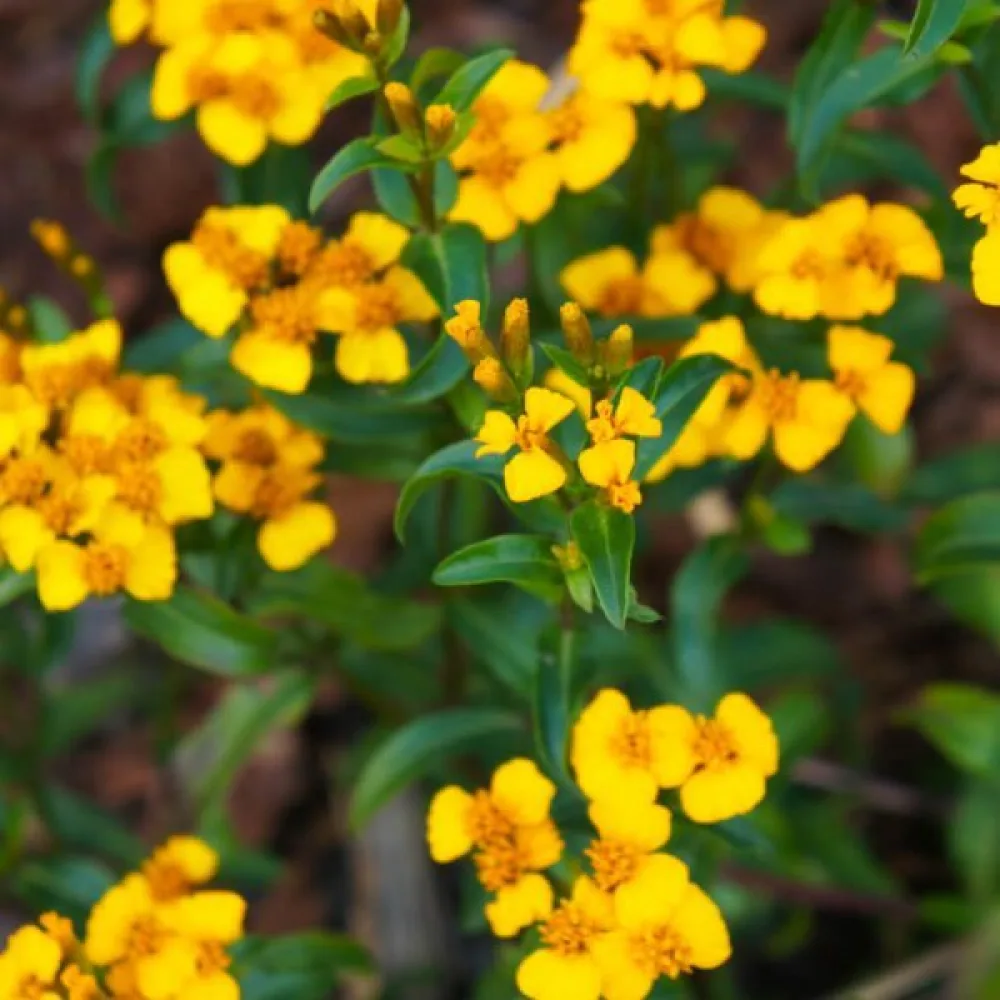 Mexikansk tagetes 'Orange Anise'