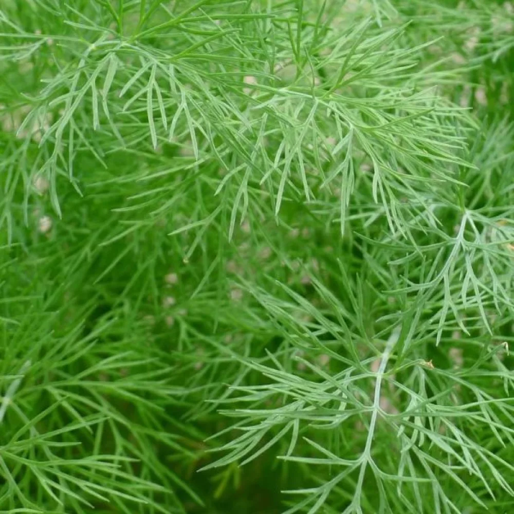 Dill 'Blattreich'