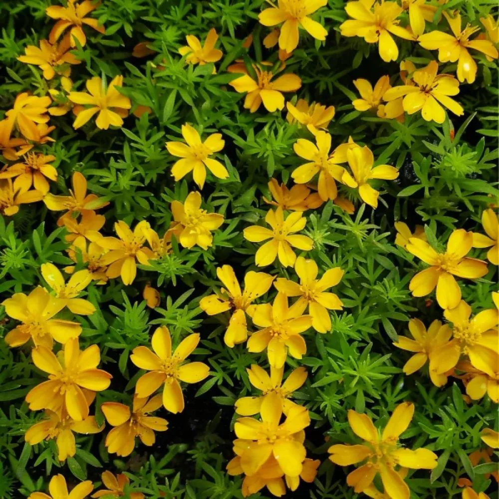 Småblommig tagetes, gul