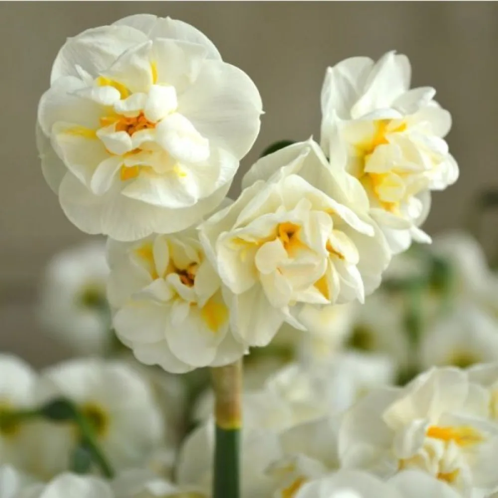 Narciss 'Bridal Crown'