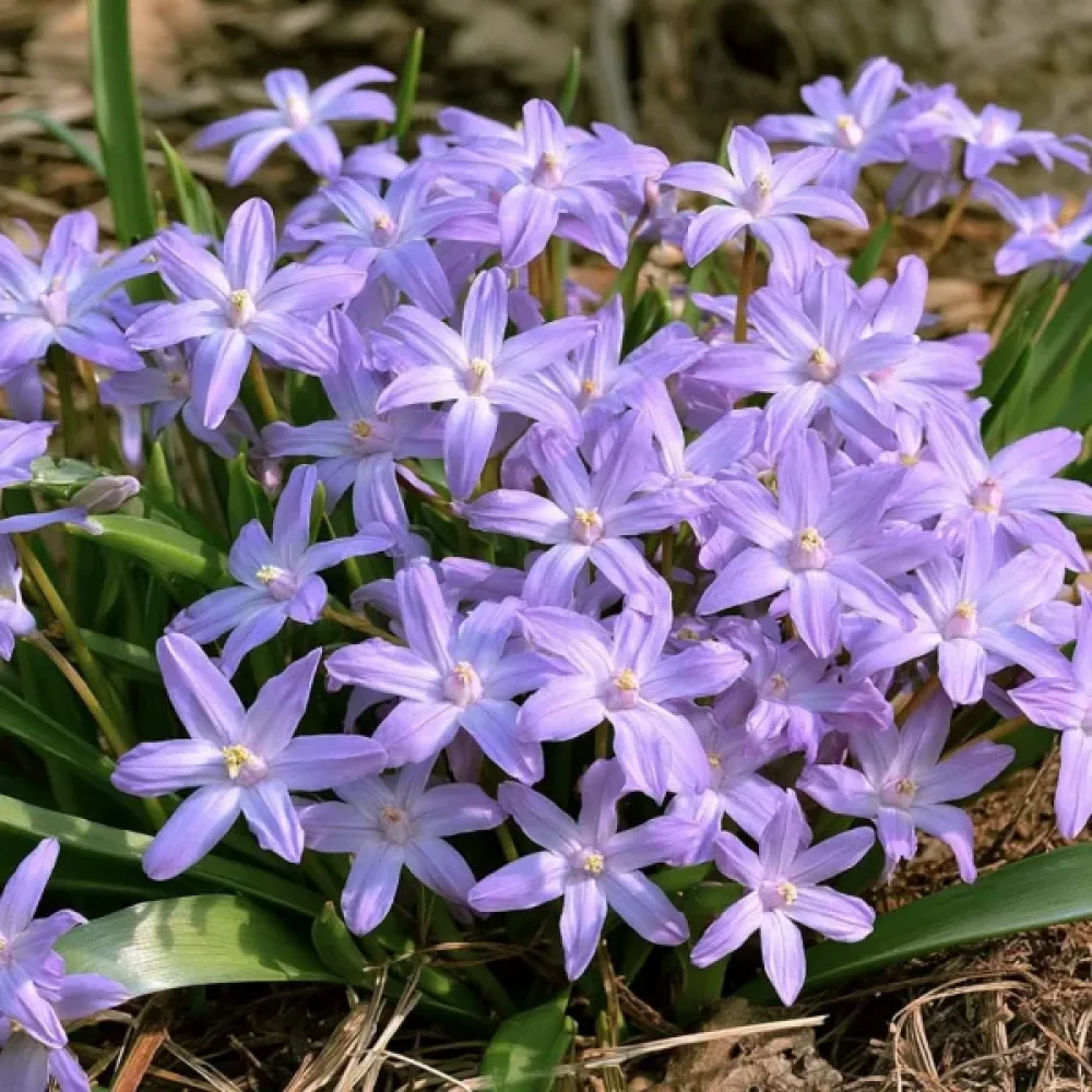Vårstjärna 'Violet Beauty'