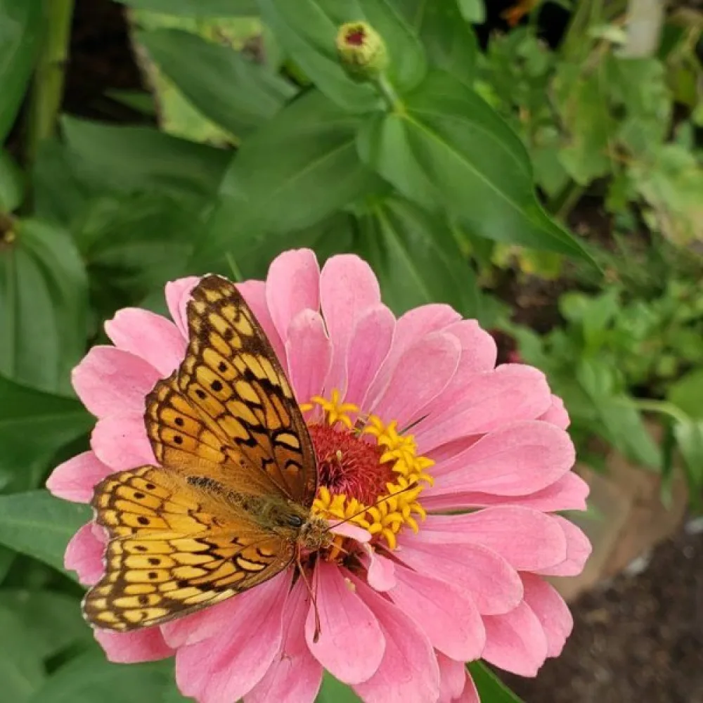 Zinnia 'Exquisite'