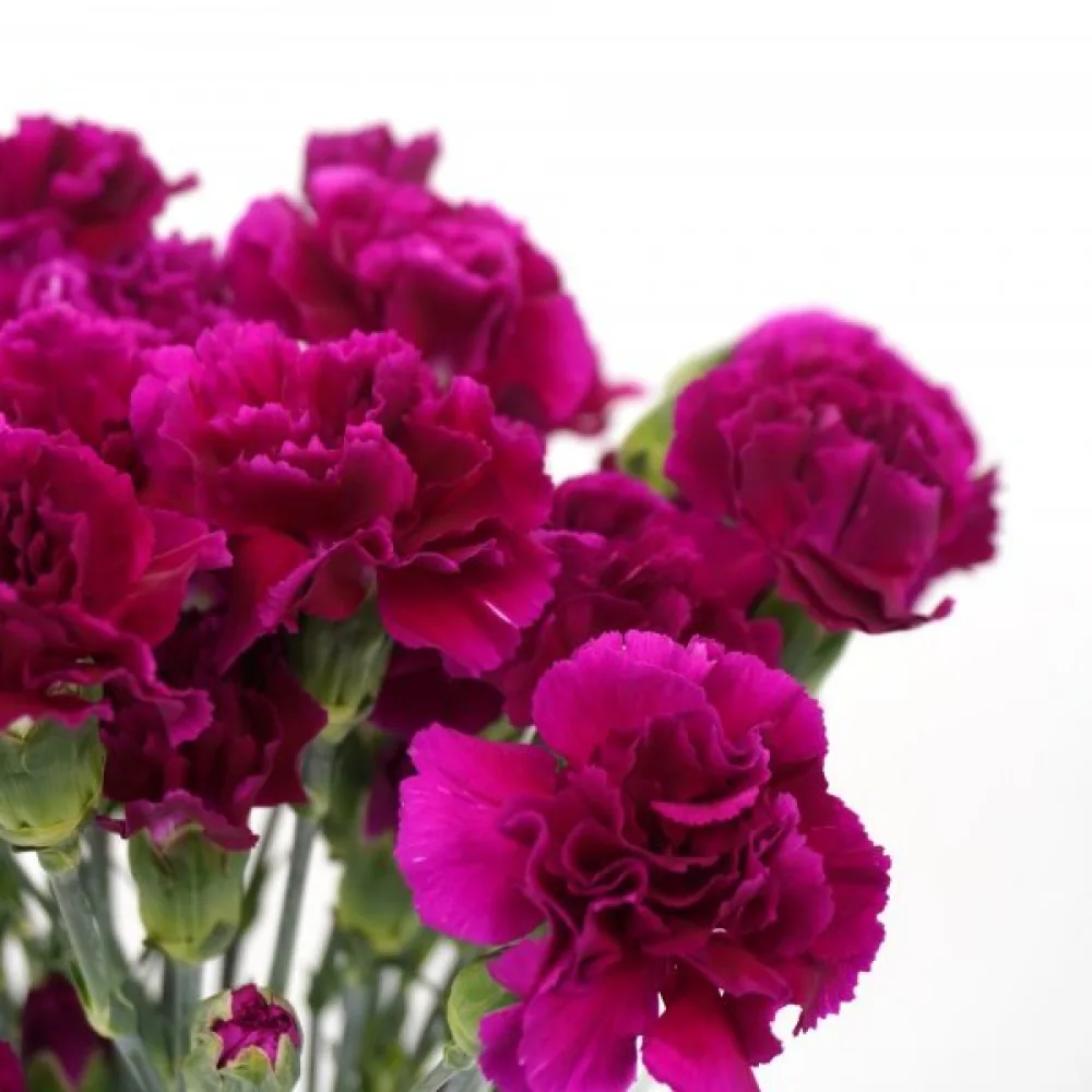 Nejlika Chabaud 'Rose Queen'