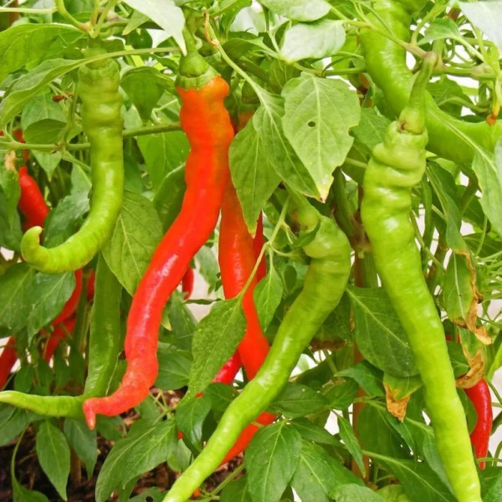 Paprika 'Sigaretta Biondo Lombardo'