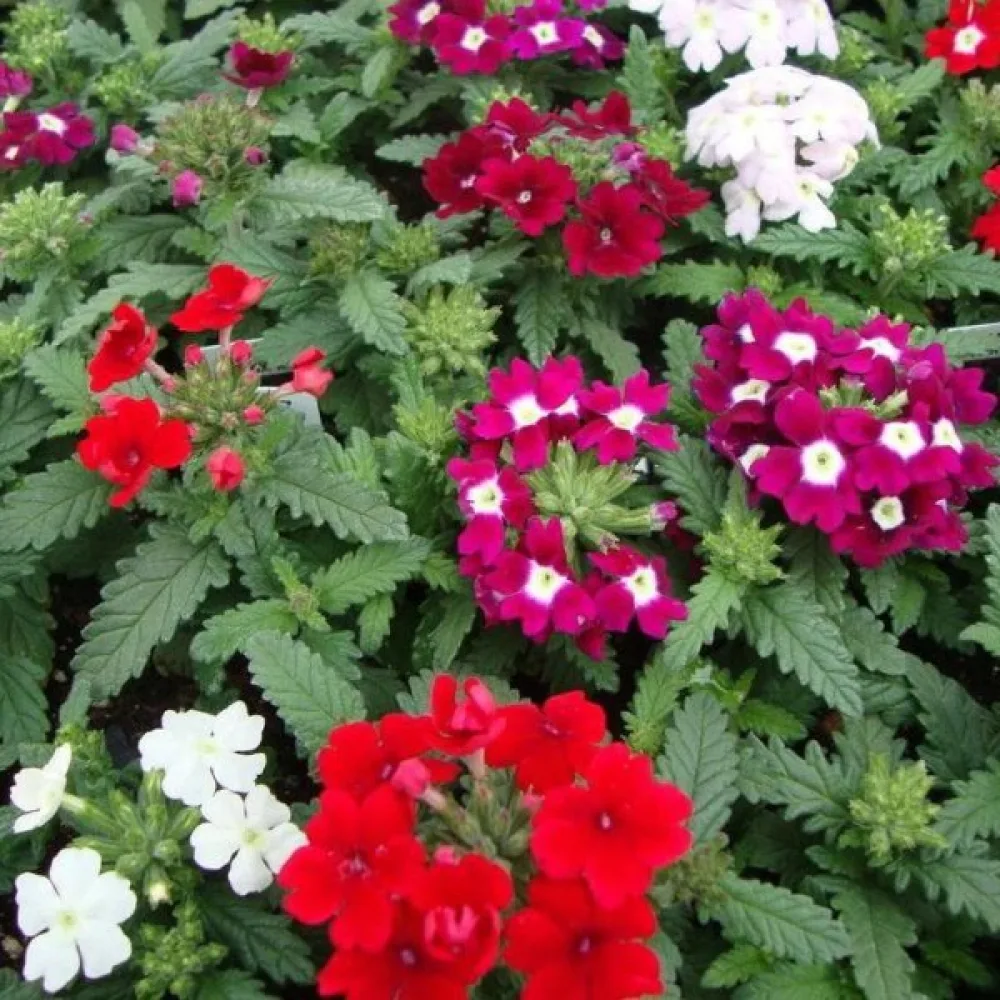Verbena 'Mammoth' (blandning)