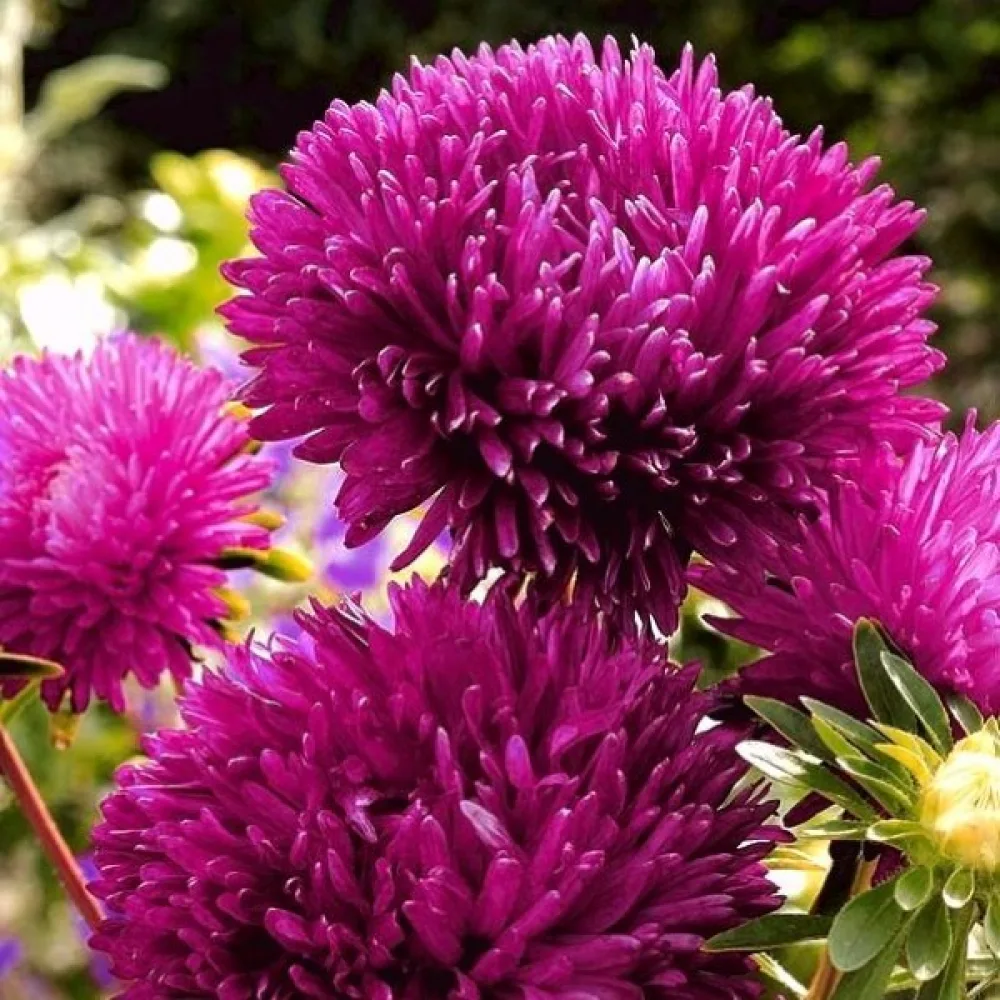 Sommaraster 'Igala' karminröd 'Cinderella'