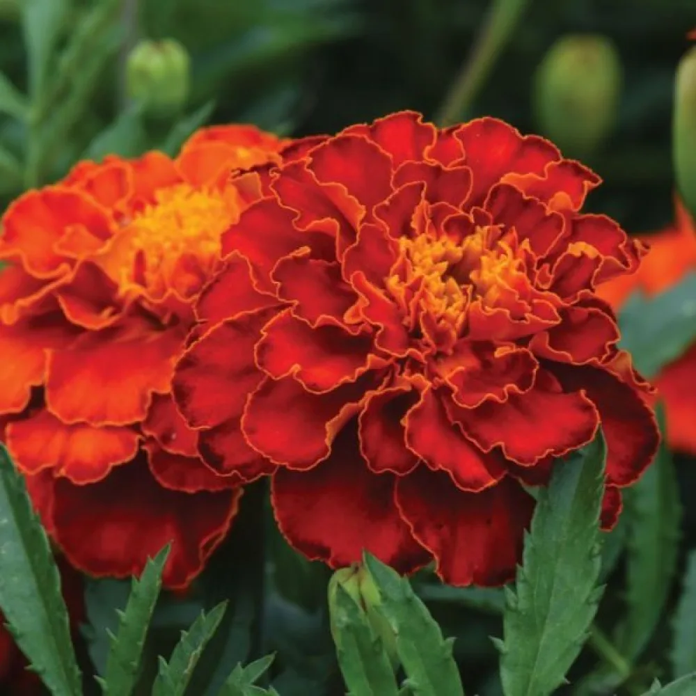 Fransk tagetes 'Scarlet Sophia'