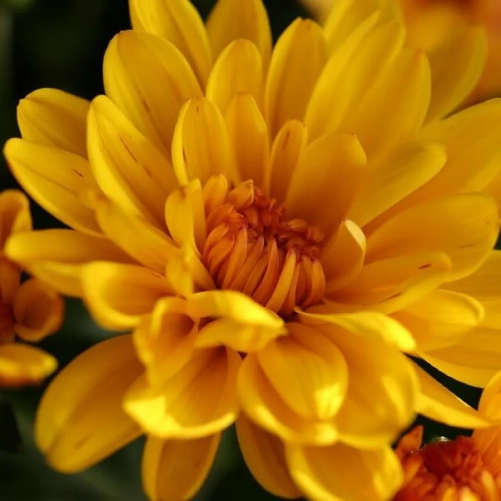 Kronkrage Chrysanthemum coronarium