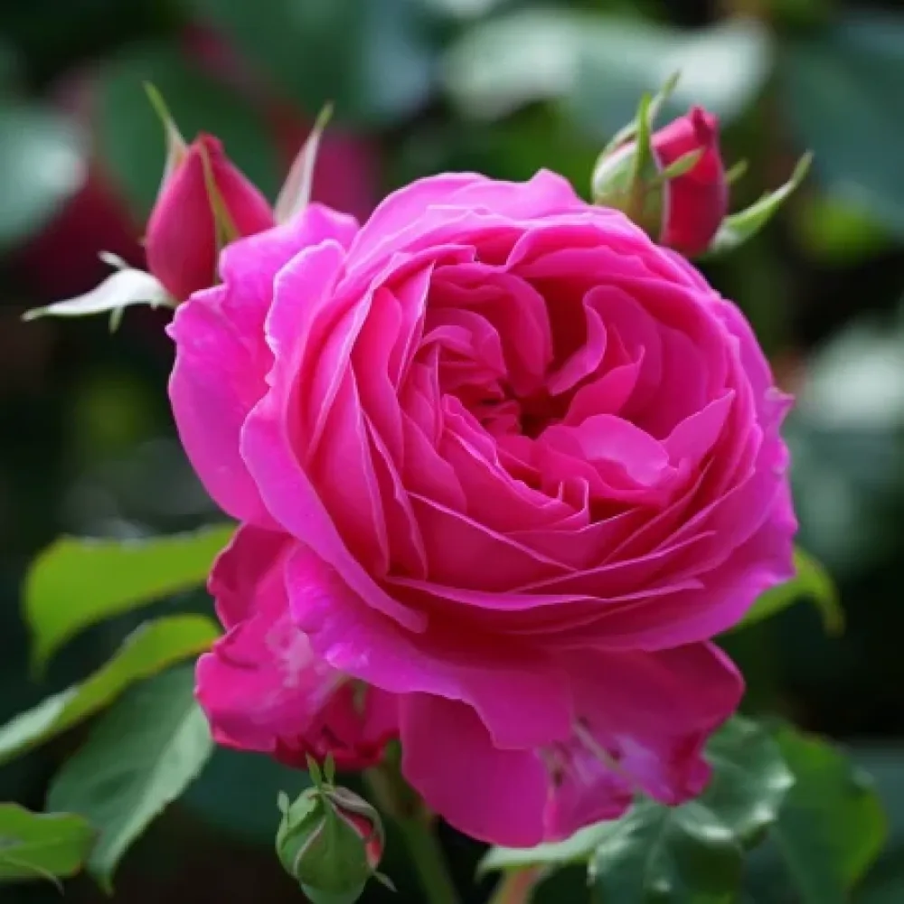 Ros 'Blooming Cloud' – barrotad