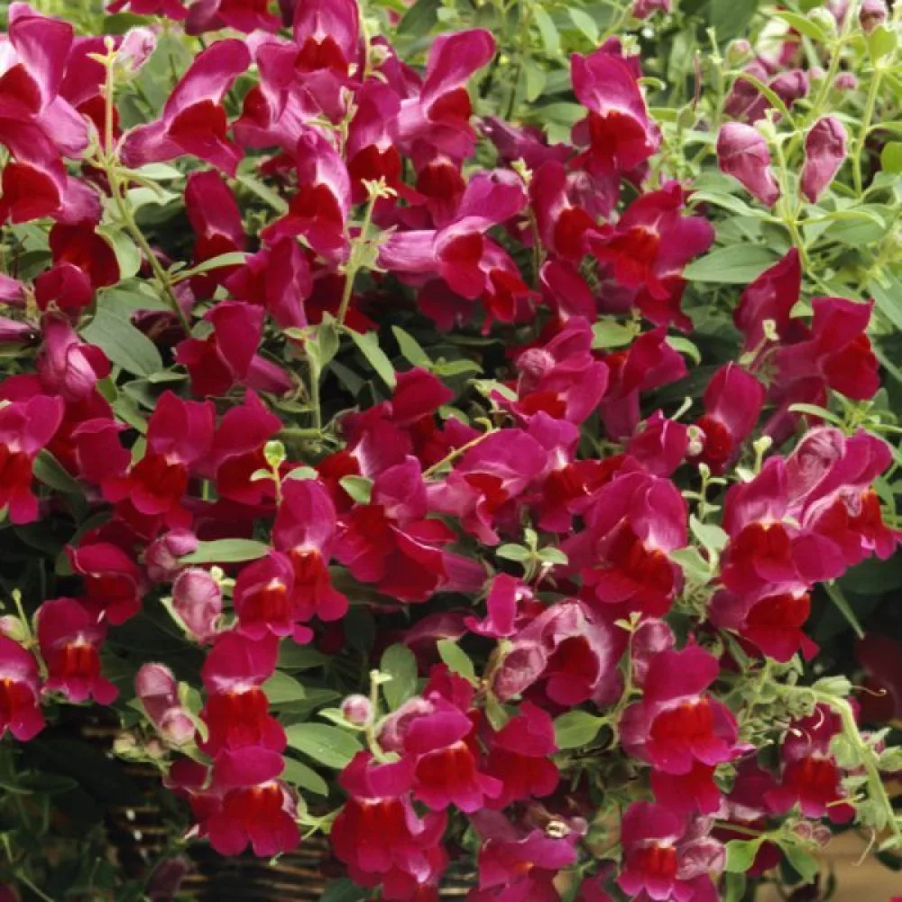 Lejongap 'Ruby'