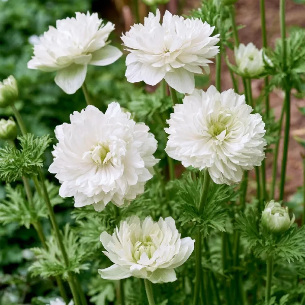 Anemon 'Mount Everest'