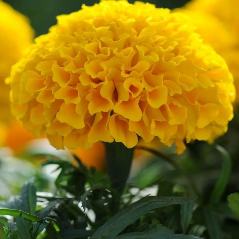 Afrikansk tagetes 'Cupid Yellow'