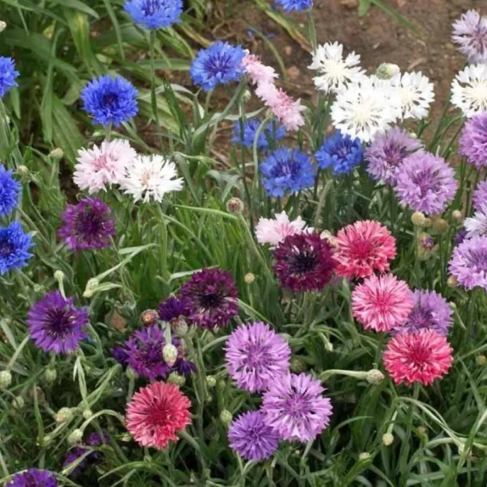 Blåklint 'Blue Shades', mix