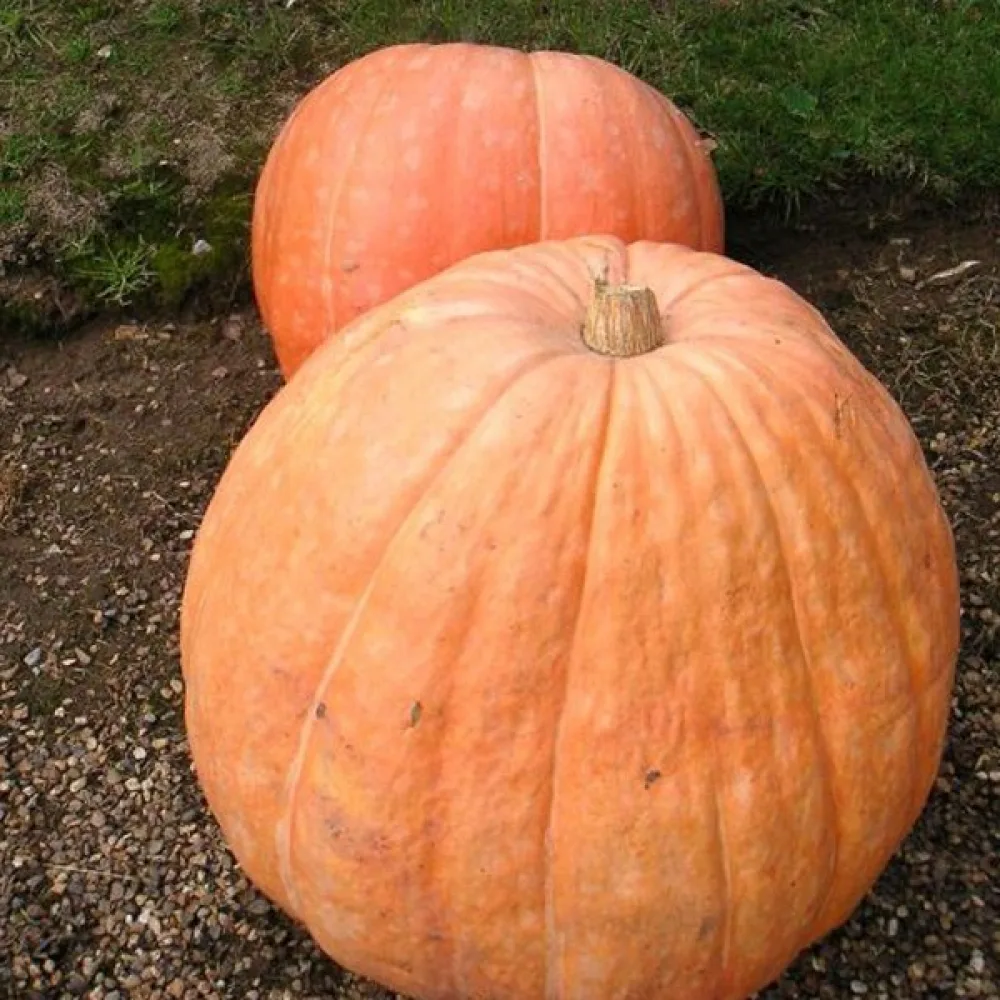 Pumpa 'Atlantic Giant'