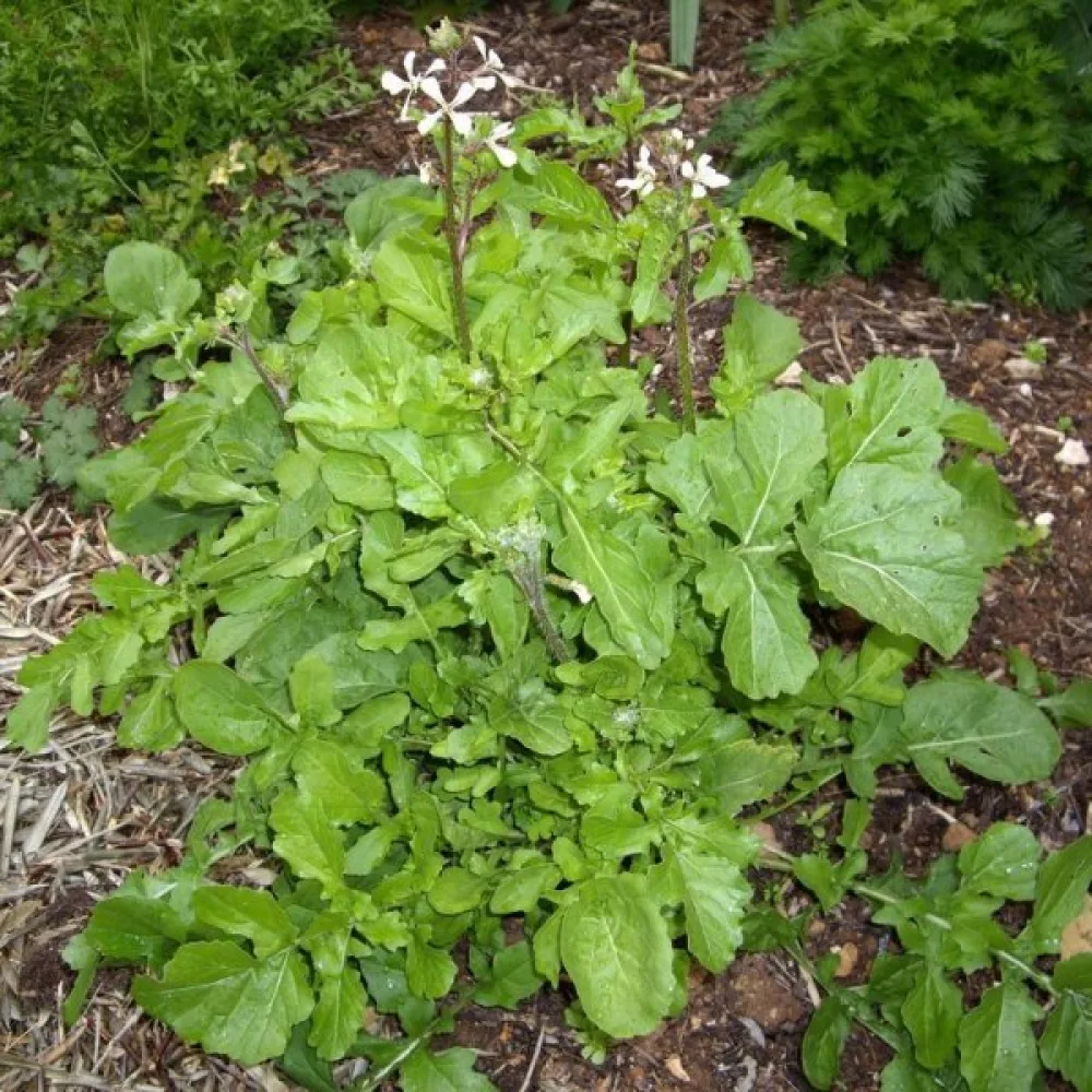 Ruccola