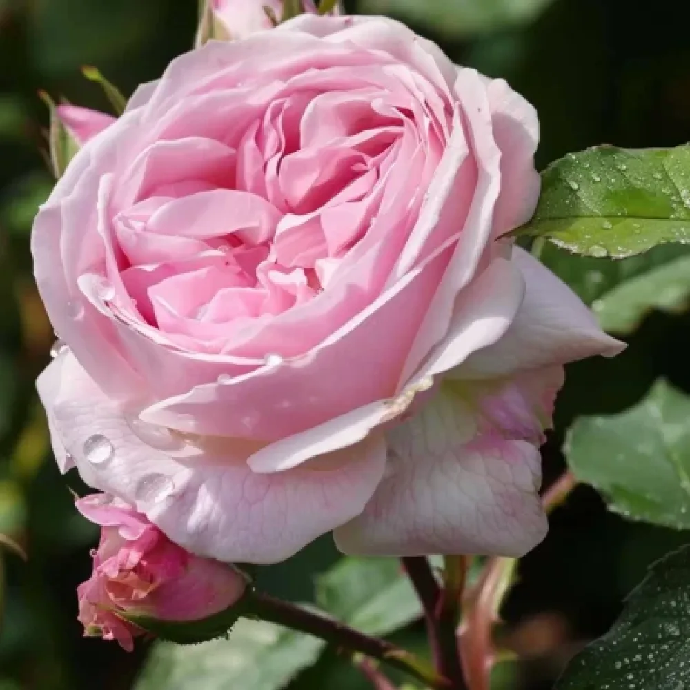 Ros 'Gentle Giant' – barrotad