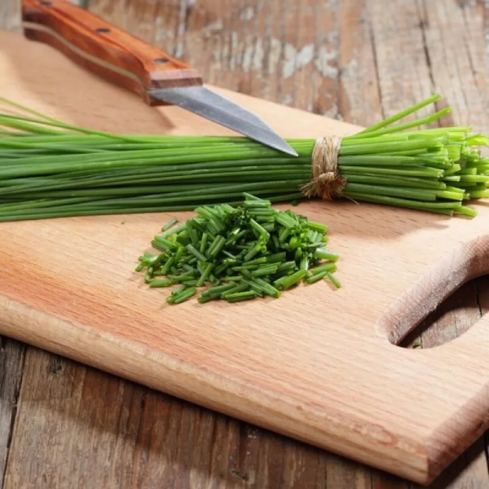 Gräslök Allium schoenoprasum 'Medium leaf'