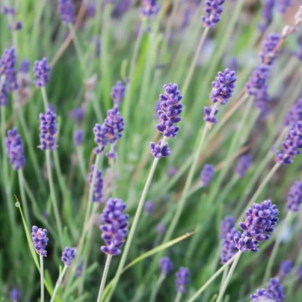Äkta lavendel – proffsfrön
