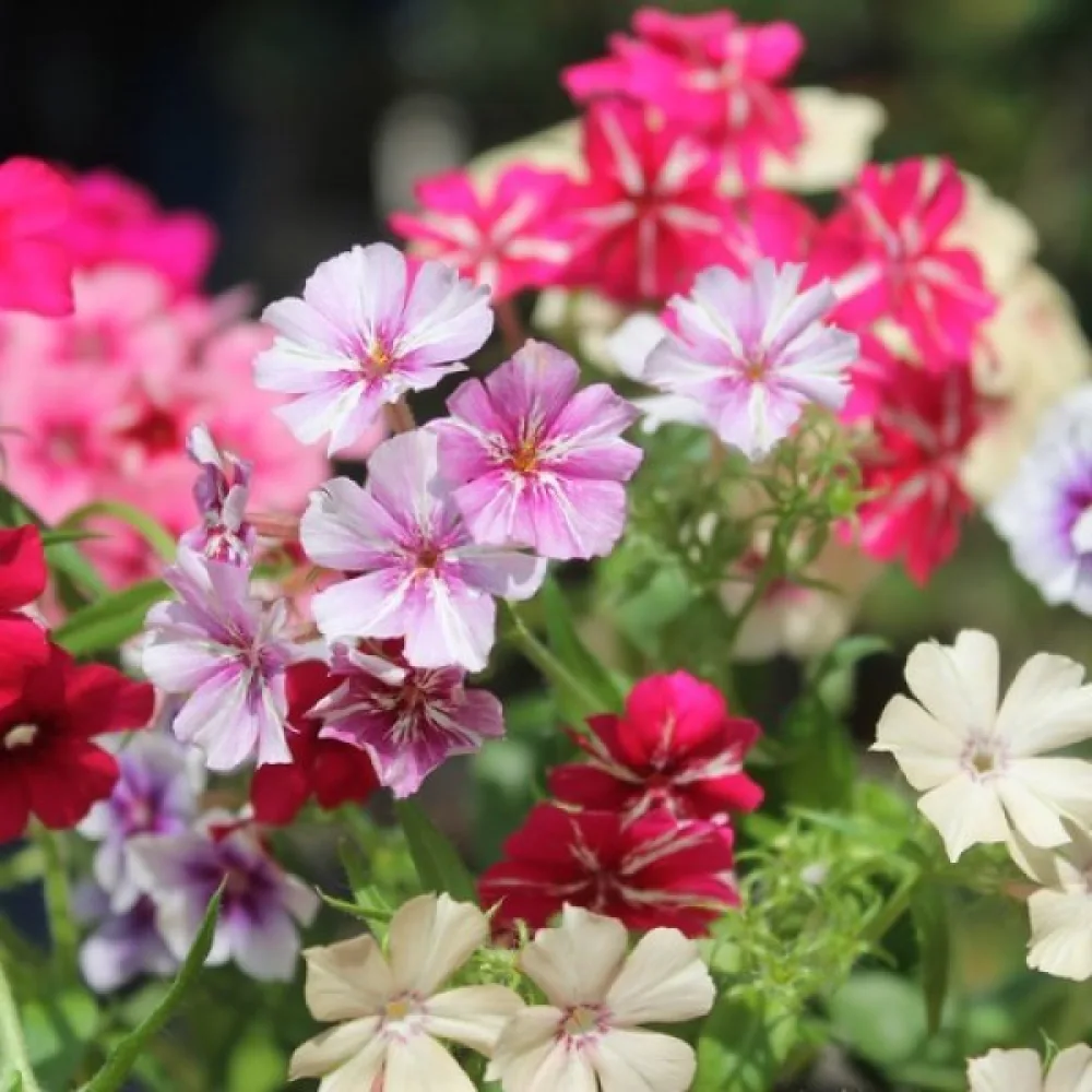 Sommarflox 'Starry Eyes'