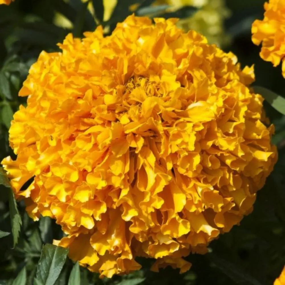 Afrikansk tagetes 'Golden Age'