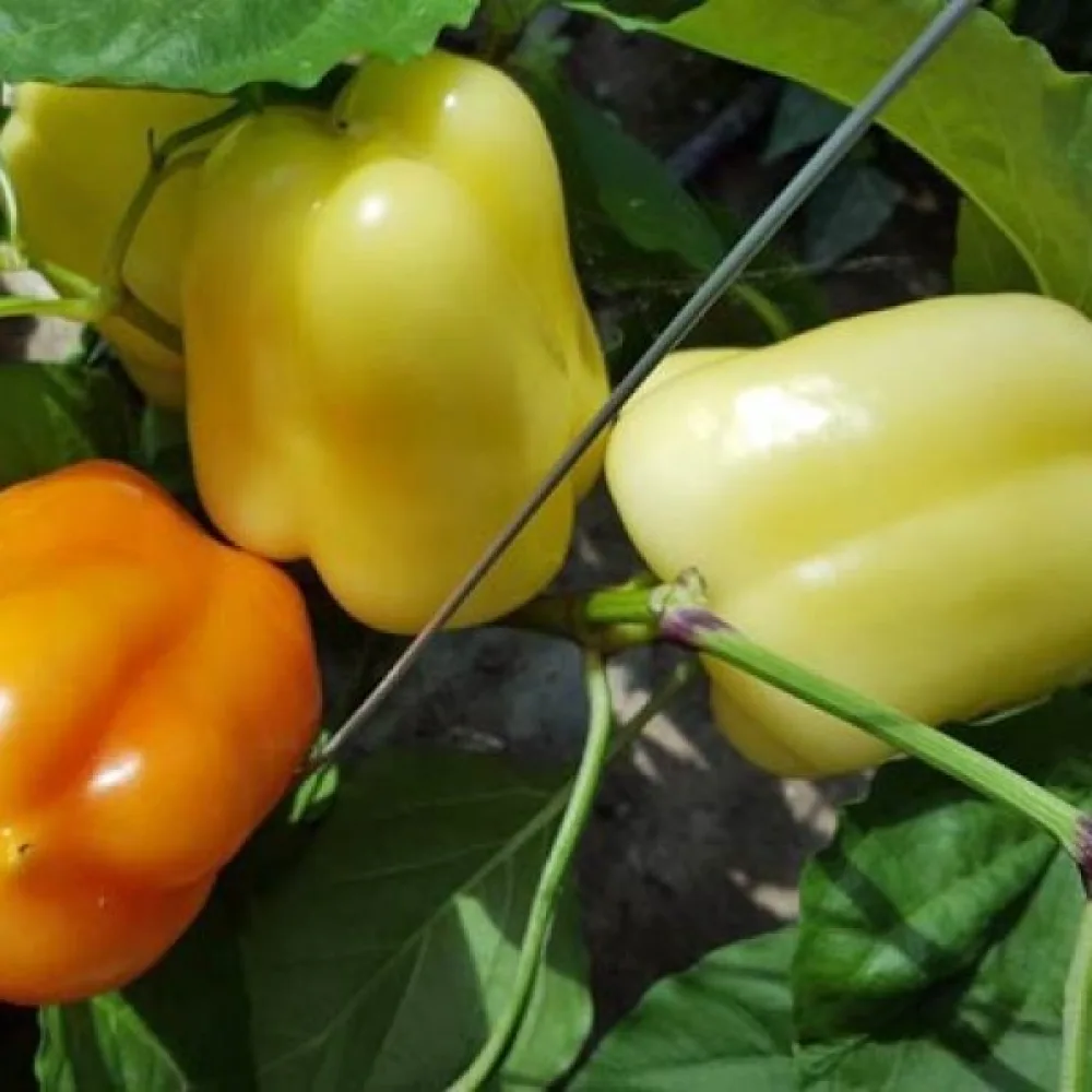 Paprika 'Soroksari'