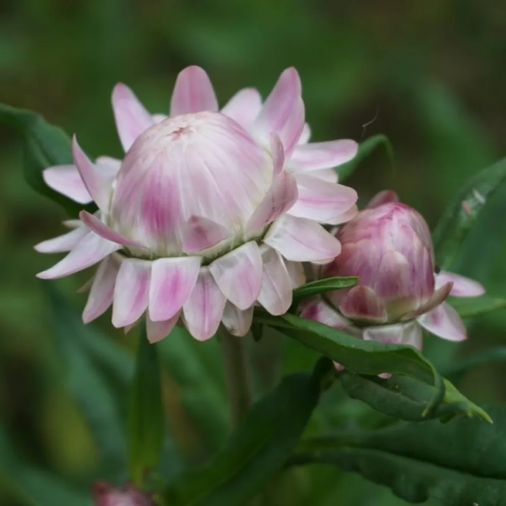 Eternell, hög, silverrosa