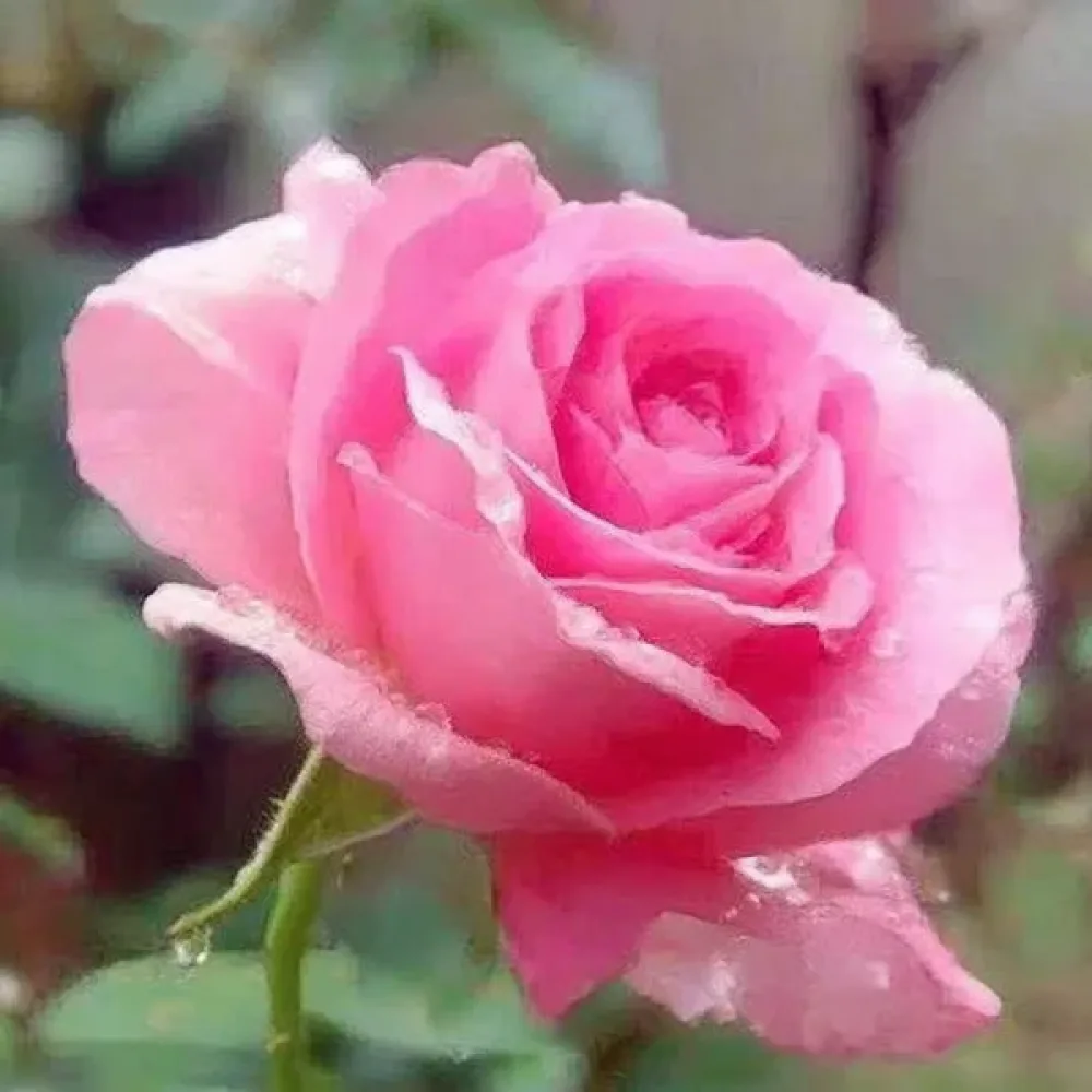Ros 'Pink Pearl'